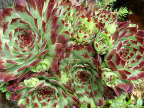 Sempervivum calcareum' Sir William Lawrence'